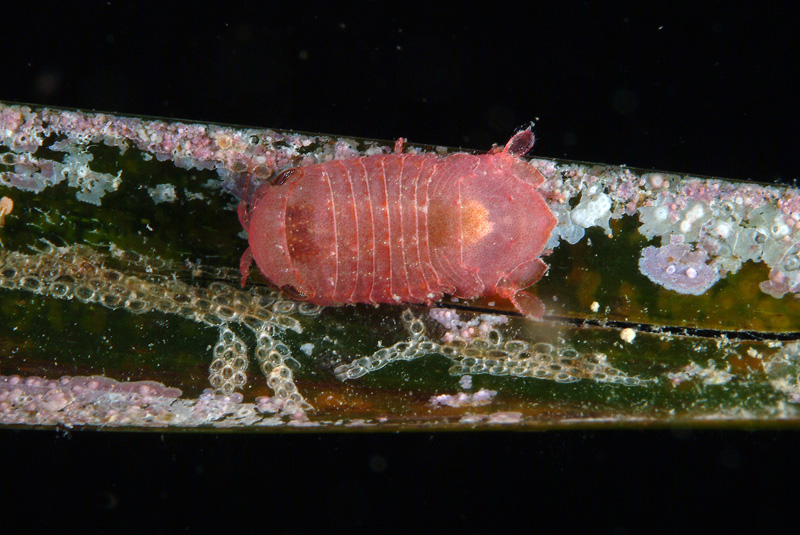 Seconda lezione: la prateria a Posidonia oceanica